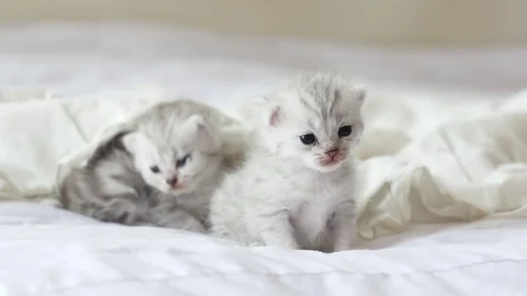 Cute tabby kittens playing under white blanket slow motion Stock Footage 80518840