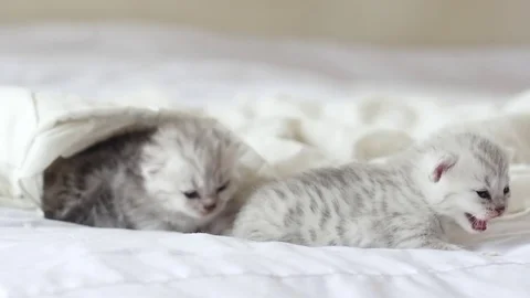 Cute tabby kittens playing under white blanket slow motion Stock Footage 80518990
