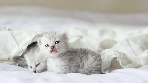 Cute tabby kittens playing under white blanket slow motion Stock Footage 80519005