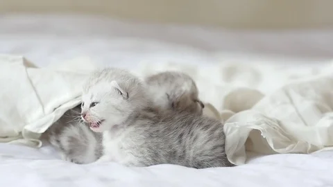 Cute tabby kittens playing under white blanket slow motion Stock Footage 80519376