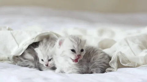 Cute tabby kittens playing under white blanket slow motion Stock Footage 80519514