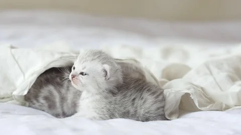 Cute tabby kittens playing under white blanket slow motion Stock Footage 80519768