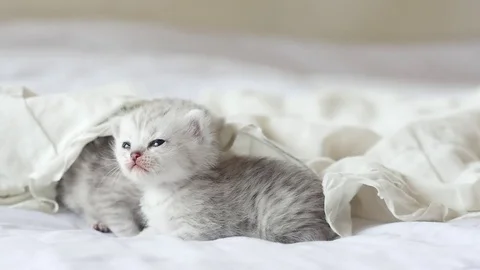 Cute tabby kittens playing under white blanket slow motion Stock Footage 80520202