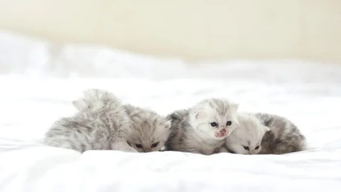 Cute tabby kittens playing on white bed slow motion Stock Footage 79497525