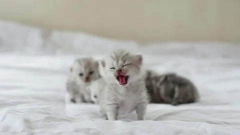 Cute tabby kittens playing on white bed slow motion 2 Stock Footage 79498178