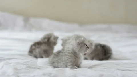 Cute tabby kittens playing on white bed slow motion Stock Footage 80370010