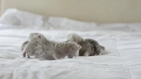 Cute tabby kittens playing on white bed slow motion Stock Footage 80370479