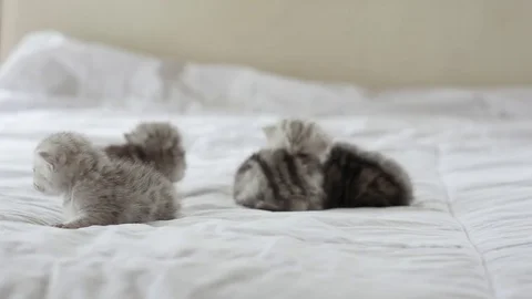 Cute tabby kittens playing on white bed slow motion Stock Footage 80370527