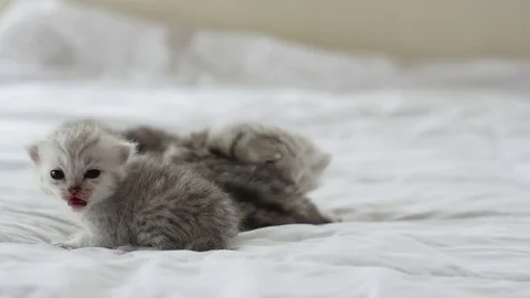 Cute tabby kittens playing on white bed slow motion Stock Footage 80370801