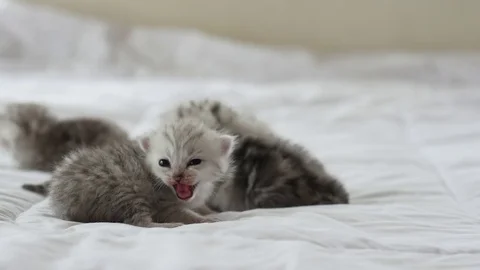 Cute tabby kittens playing on white bed slow motion Stock Footage 80370883