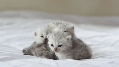 Cute tabby kittens playing on white bed slow motion Stock Footage 80374866
