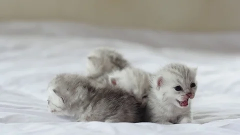 Cute tabby kittens playing on white bed slow motion Video stock 80375102