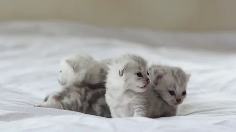 Cute tabby kittens playing on white bed slow motion Stock Footage 80375238