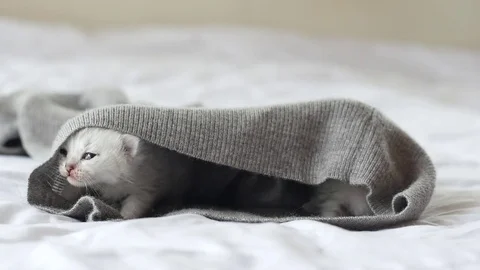 Cute tabby kittens playing on white bed slow motion Stock Footage 80420459
