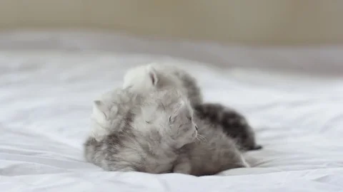 Cute tabby kittens playing on white bed slow motion Video stock 80420978