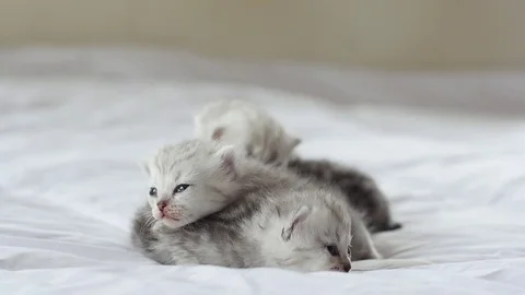 Cute tabby kittens playing on white bed slow motion Stock Footage 80421510