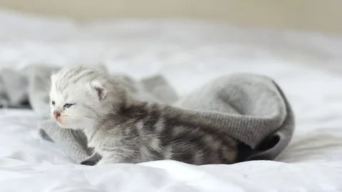 Cute tabby kittens playing on white bed slow motion Stock Footage 80444010