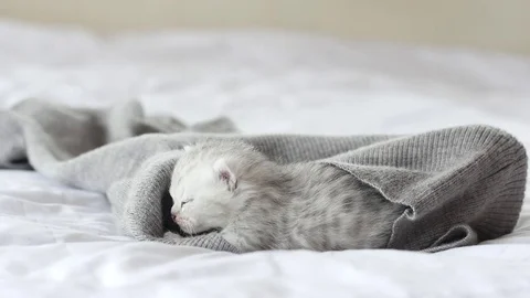 Cute tabby kittens playing on white bed slow motion Stock Footage 80445232