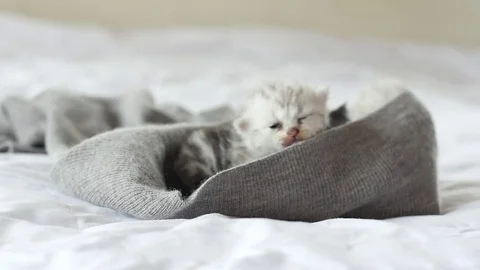 Cute tabby kittens playing on white bed slow motion Stock Footage 80445254