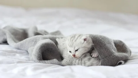 Cute tabby kittens playing on white bed slow motion Stock Footage 80445307