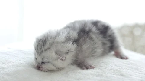 Cute tabby kittens sitting on bed slow motion Stock Footage 77822765