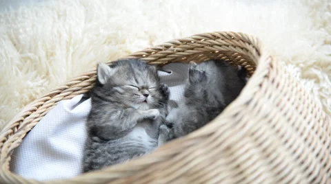 Cute tabby kittens sleeping and hugging Stock Footage 56629615
