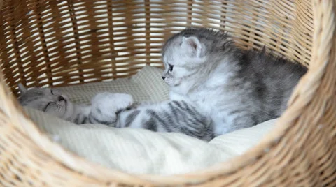 Cute tabby kittens sleeping and hugging Stock Footage 56629837