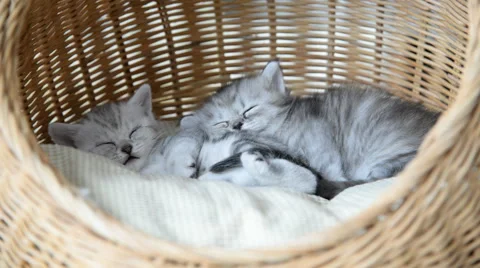 Cute tabby kittens sleeping and hugging Stock Footage 56629891