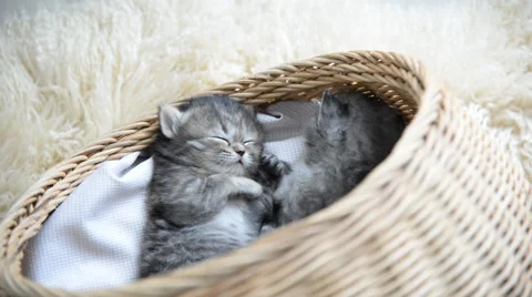 Cute tabby kittens sleeping and hugging Stock Footage 56629939