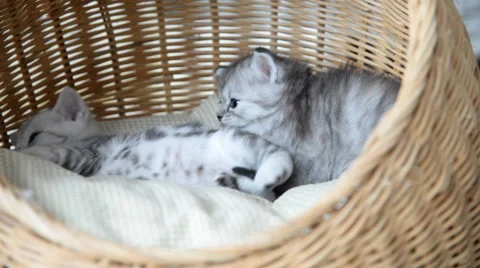 Cute tabby kittens sleeping and hugging Stock Footage 56630107