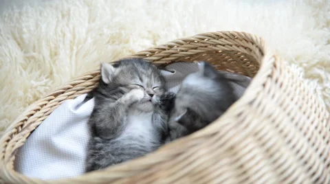 Cute tabby kittens sleeping and hugging Stock Footage 56630117