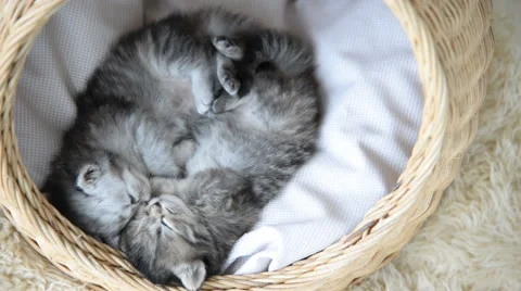 Cute tabby kittens sleeping and hugging Stock Footage 56630282
