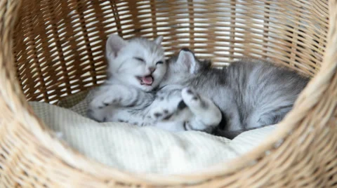 Cute tabby kittens sleeping and hugging Stock Footage 56630317