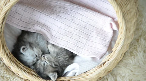 Cute tabby kittens sleeping and hugging Stock Footage 56641336