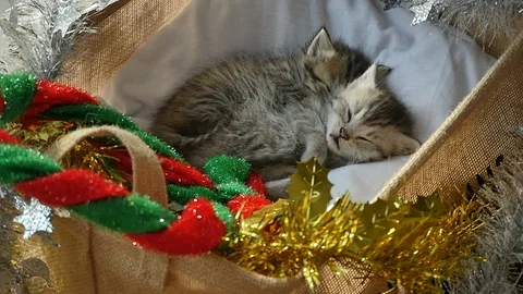 Cute tabby kittens sleeping and hugging in a basket on christmas day Stock Footage 86311879