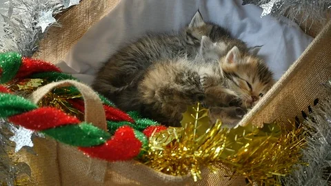 Cute tabby kittens sleeping and hugging in a basket on christmas day Stock Footage 86312036