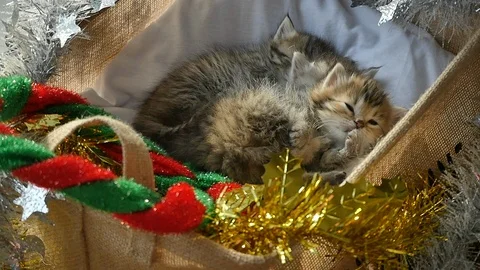 Cute tabby kittens sleeping and hugging in a basket on christmas day Stock Footage 86313606
