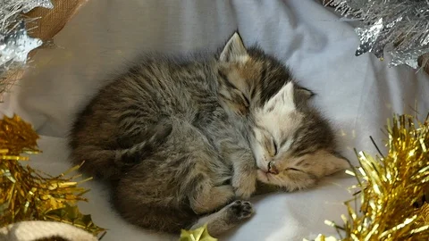 Cute tabby kittens sleeping and hugging in a basket on christmas day Stock Footage 86315231