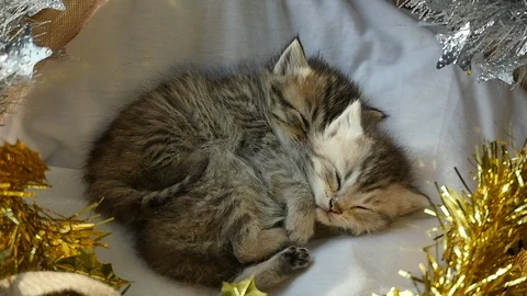 Cute tabby kittens sleeping and hugging in a basket on christmas day Stock Footage 86315516