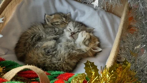 Cute tabby kittens sleeping and hugging in a basket on christmas day Stock Footage 86318487
