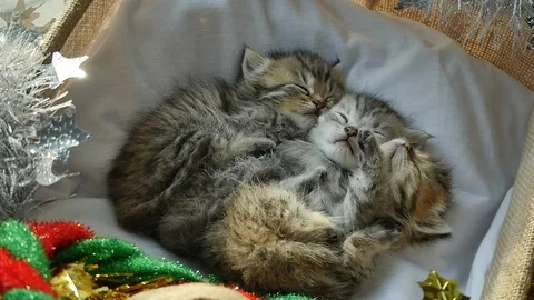 Cute tabby kittens sleeping and hugging in a basket on christmas day Stock Footage 86318750