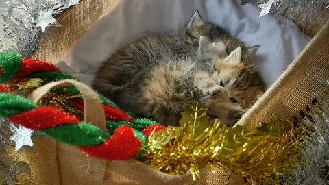Cute tabby kittens sleeping and hugging in a basket on christmas day Stock Footage 86542176
