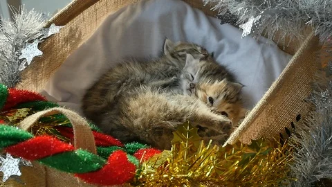 Cute tabby kittens sleeping and hugging in a basket on christmas day Stock Footage 86542701