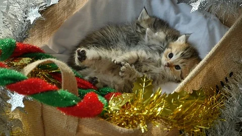 Cute tabby kittens sleeping and hugging in a basket on christmas day Stock Footage 86542803