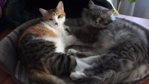 Cute tabby kittens sleeping and hugging in a basket Stock Footage 153055179