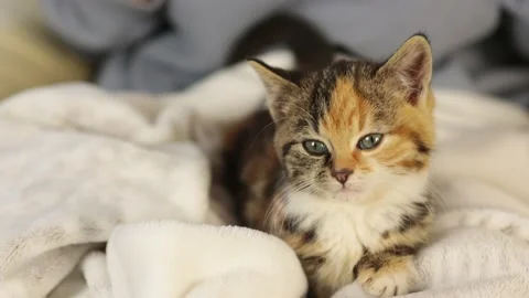 Cute tabby multicolored kitten lying on white blanket looking to camera Stock Footage 168713947