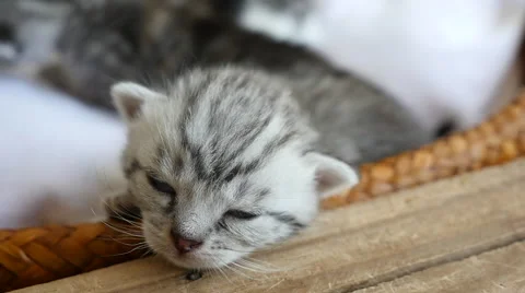 Cute tabby newborn kitten sleeping on bed Stock Footage 64207130
