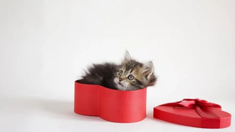 Cute tabby pet kitten sitting in a red gift box on a white background Video stock 258571893