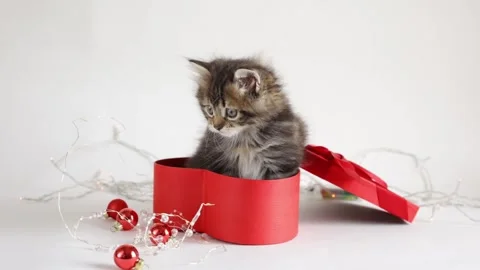 Cute tabby pet kitten sitting in a red gift box on a white background Stock Footage 258571906