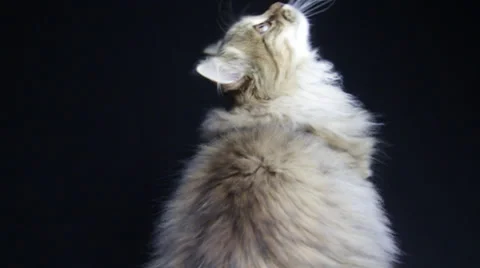 A cute tabby sings possibly as a great shot on a black background Stock Footage 35490927